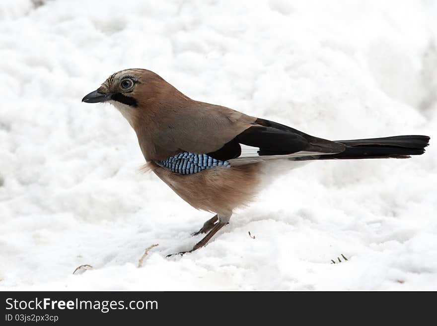 Jay sitting on snow and looking ahead close up. Jay sitting on snow and looking ahead close up