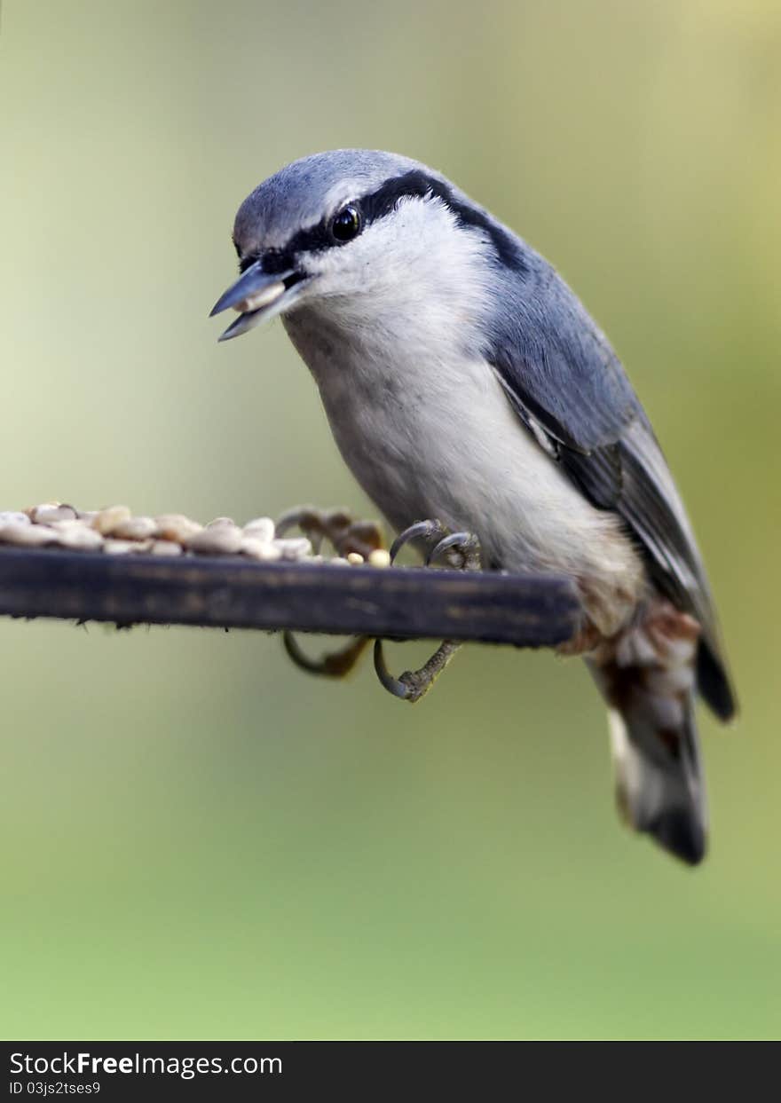 Nuthatch with seeds