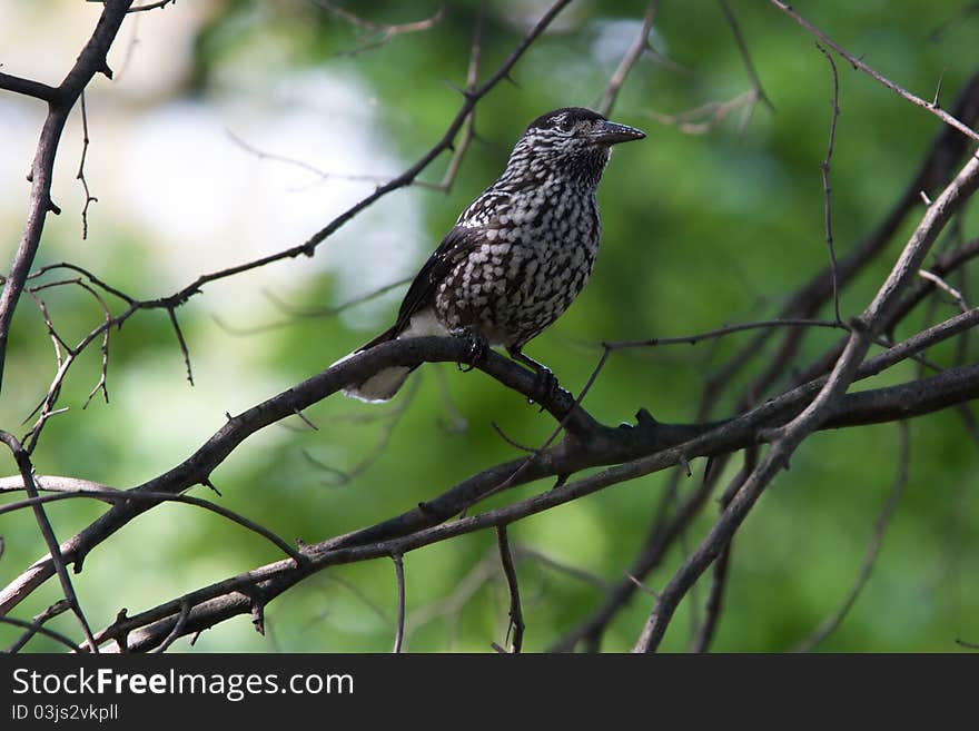 Nutcracker sitting on branch in tree crown