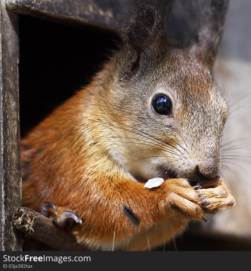 Squirrel portrait close up