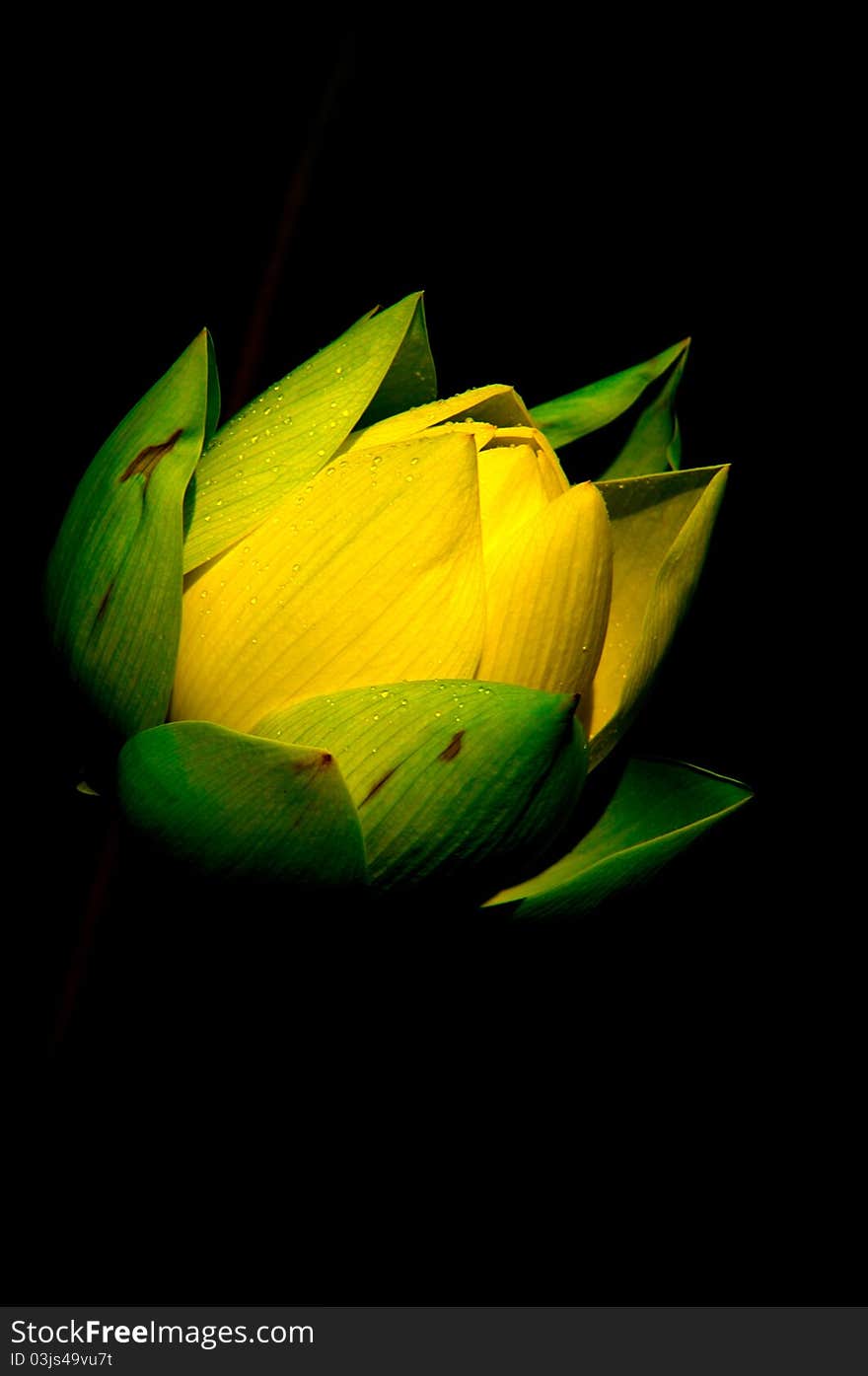 Lotus Flower