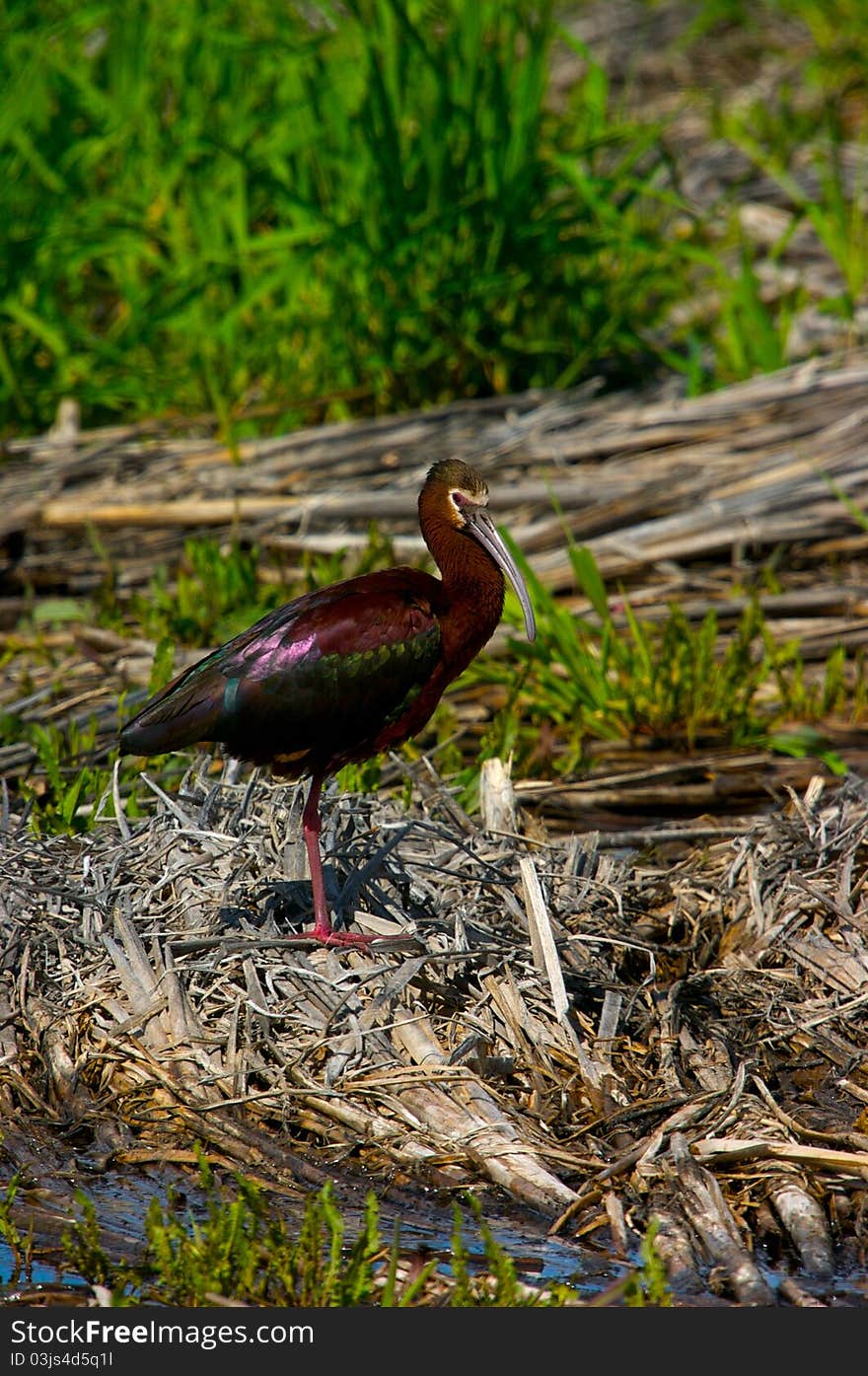 White faced Ibis posing on reeds. White faced Ibis posing on reeds