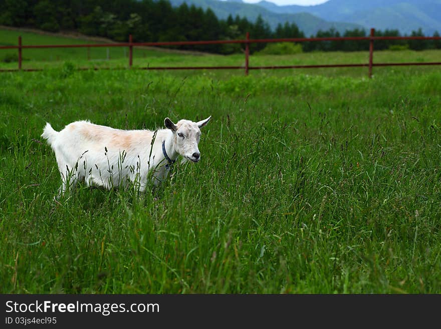 A goat on the meadow