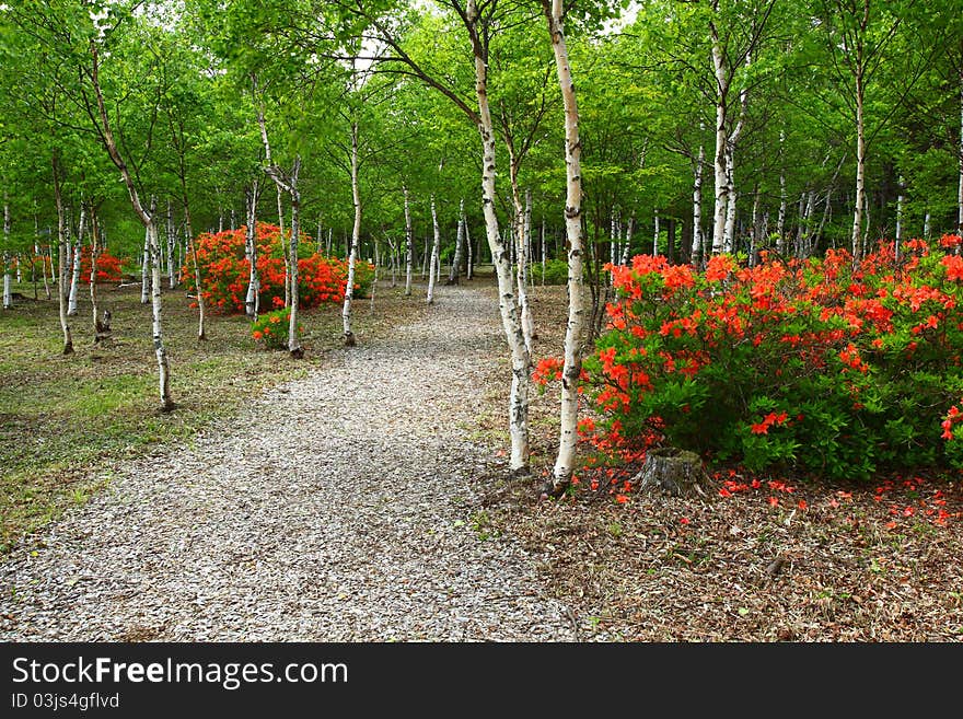 Road where white birch and azalea bloom