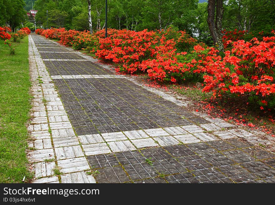 Road where white birch and azalea bloom