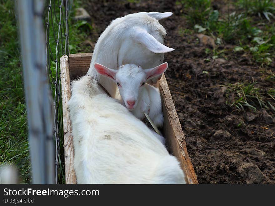 Goat's parent and kid photo, shot in the farm