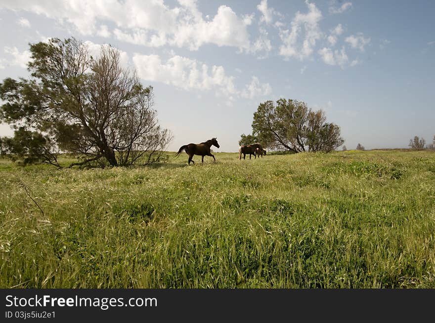 Horses In A Field