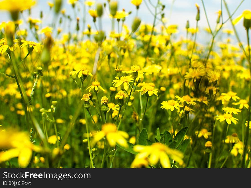 Field of yellow flowers