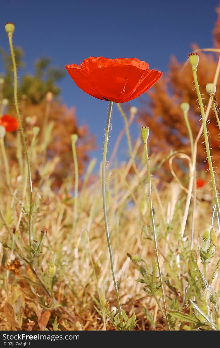 Poppy Flower