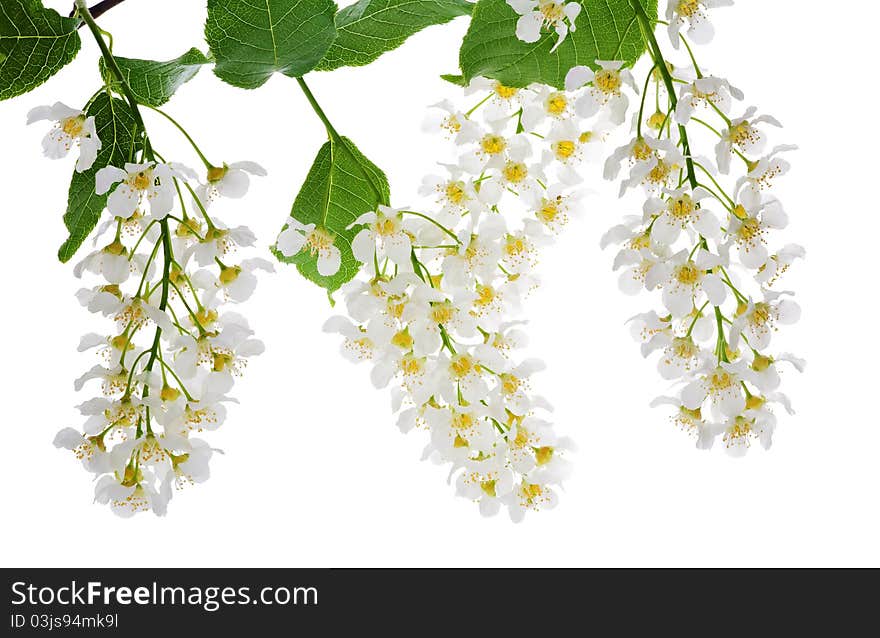 Bird cherry tree branch with flowers isolated on white background. Bird cherry tree branch with flowers isolated on white background