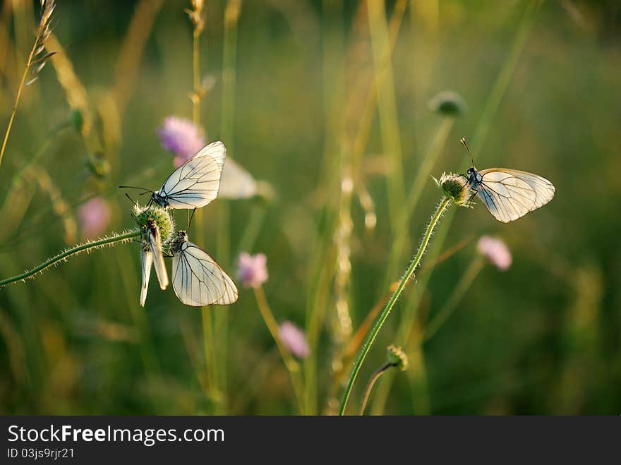 Butterfly wings to dry in the sun