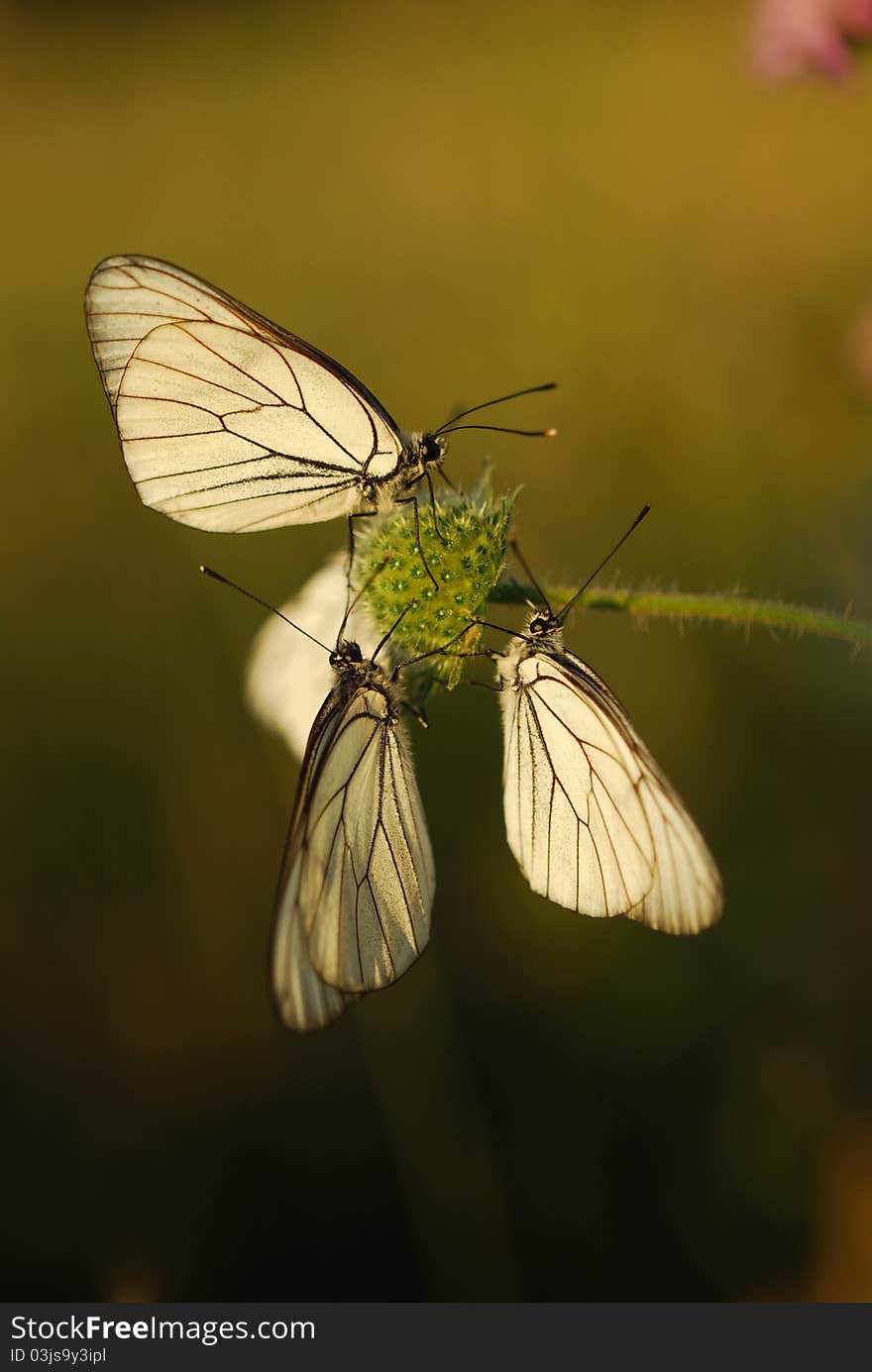 Butterfly wings to dry in the sun