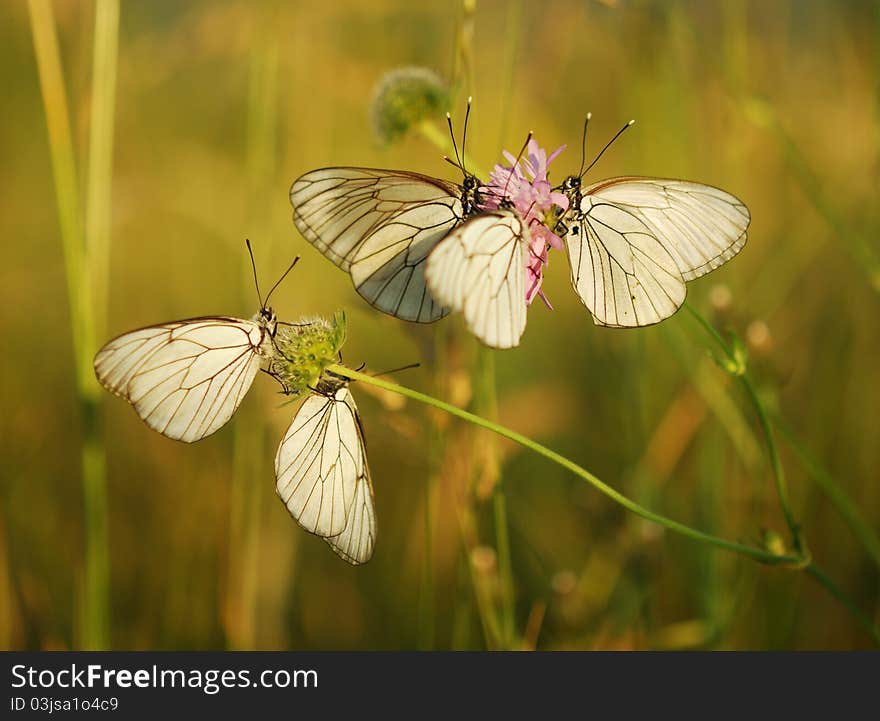 Butterfly wings to dry in the sun