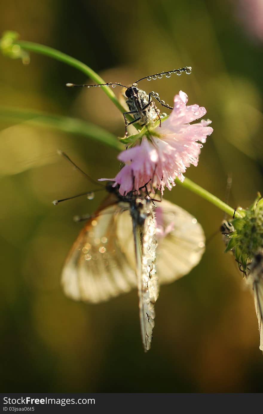 Butterfly wings to dry in the sun