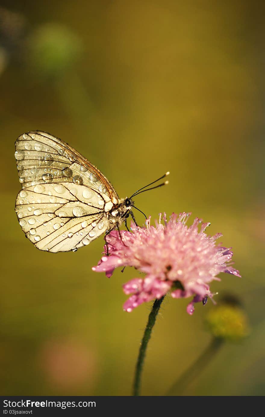 Butterfly wings to dry in the sun