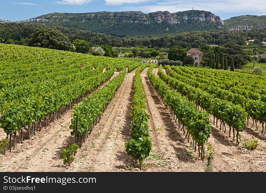 Vineyard near Cassis