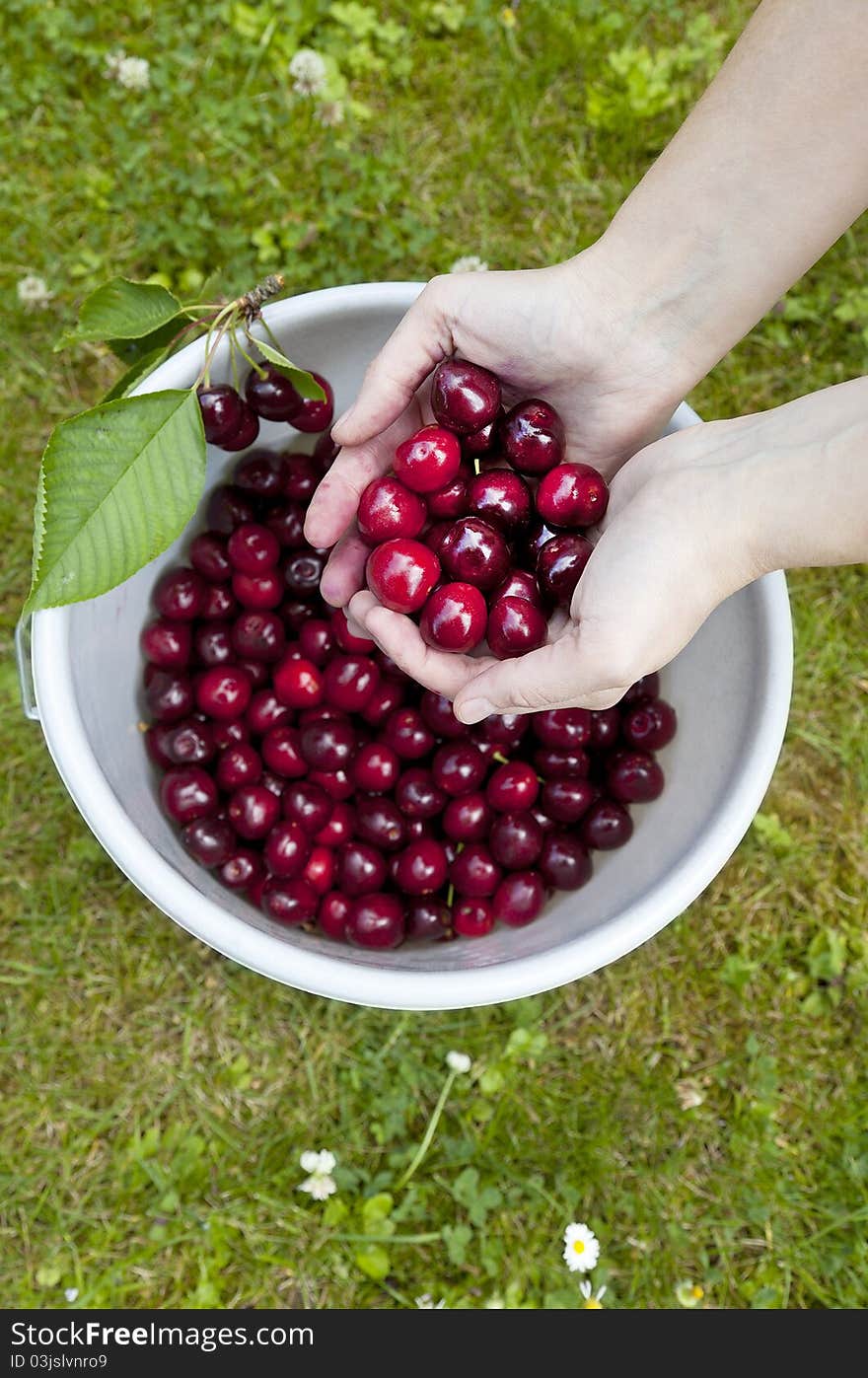 Fresh picked organic cherries