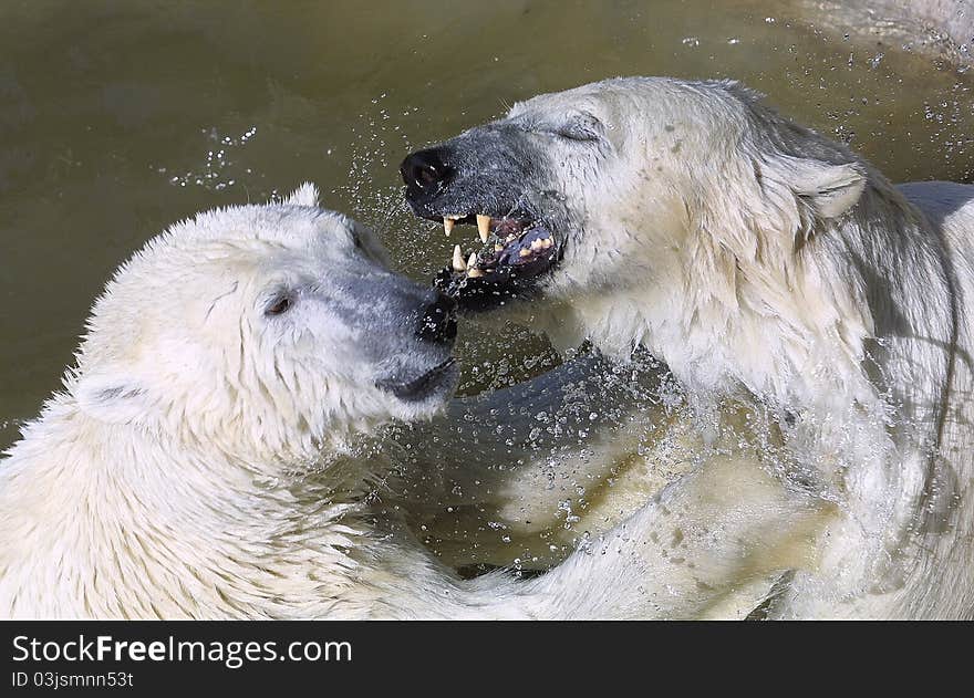 White bears are playing in the bath