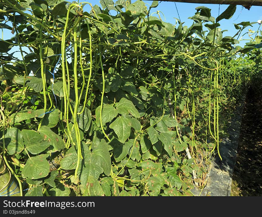 String beans plantation North of Luzon, Philippines. String beans plantation North of Luzon, Philippines