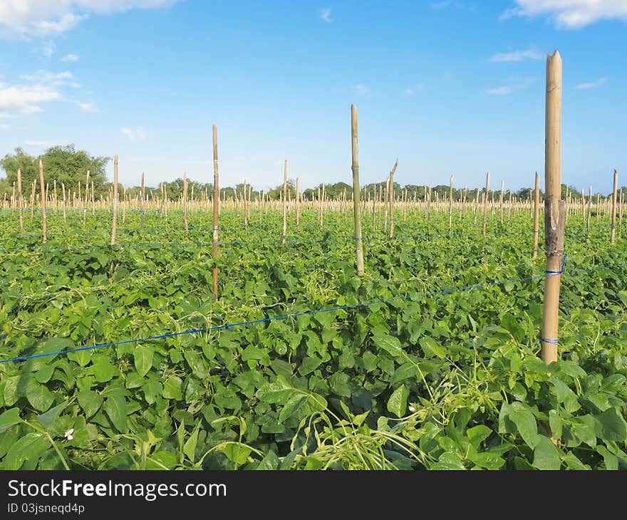 String beans plantation North of Luzon, Philippines. String beans plantation North of Luzon, Philippines