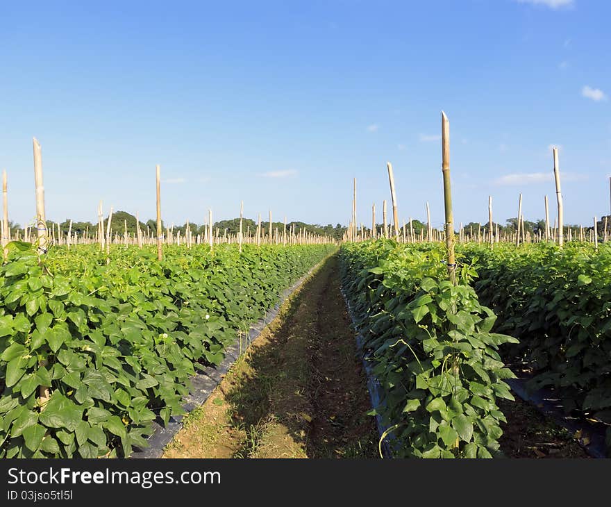 String beans plantation North of Luzon, Philippines. String beans plantation North of Luzon, Philippines