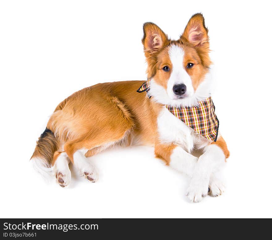 Sable border collie puppy isolated on white background