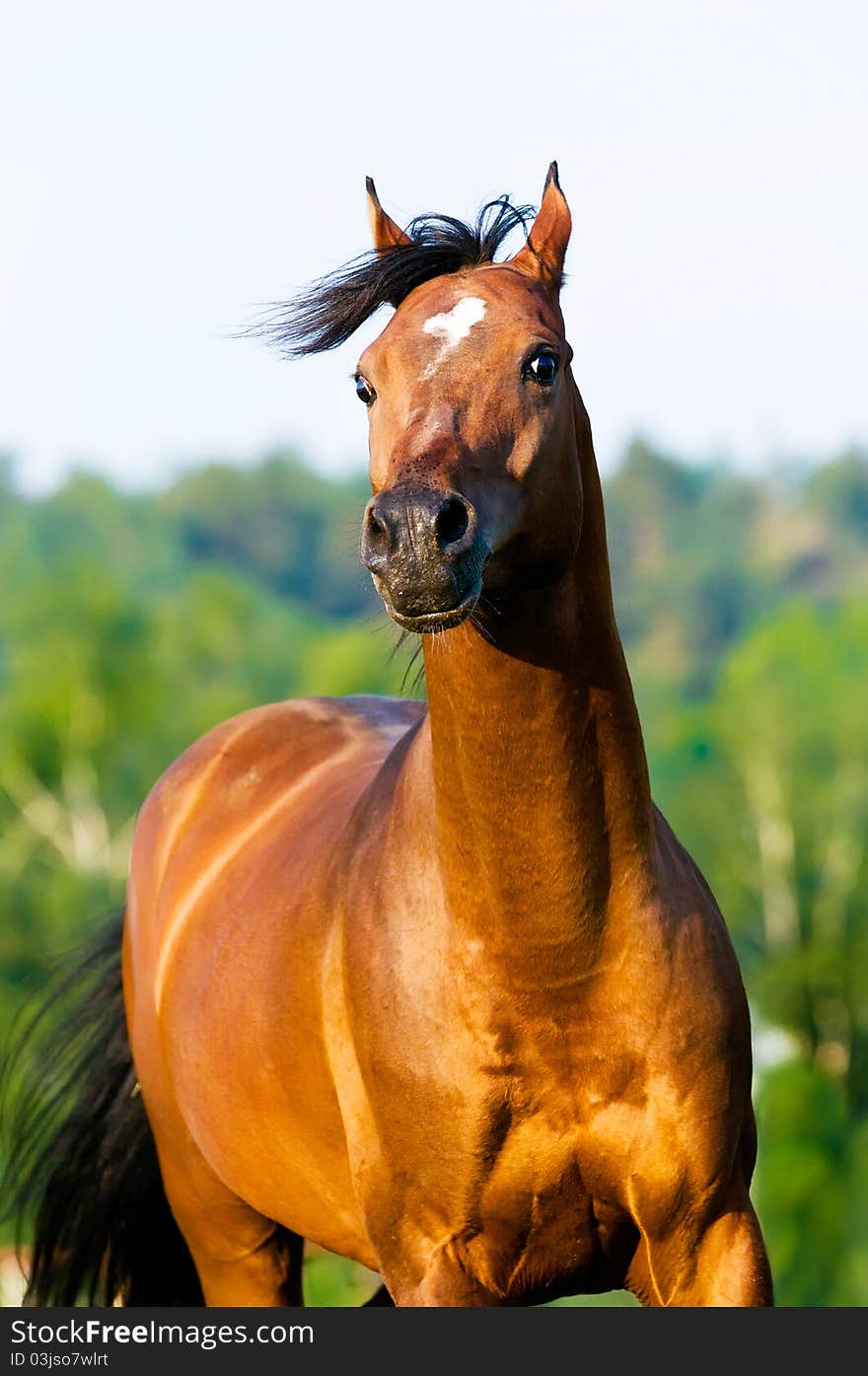 Bay arabian horse runs gallop in summer. Bay arabian horse runs gallop in summer