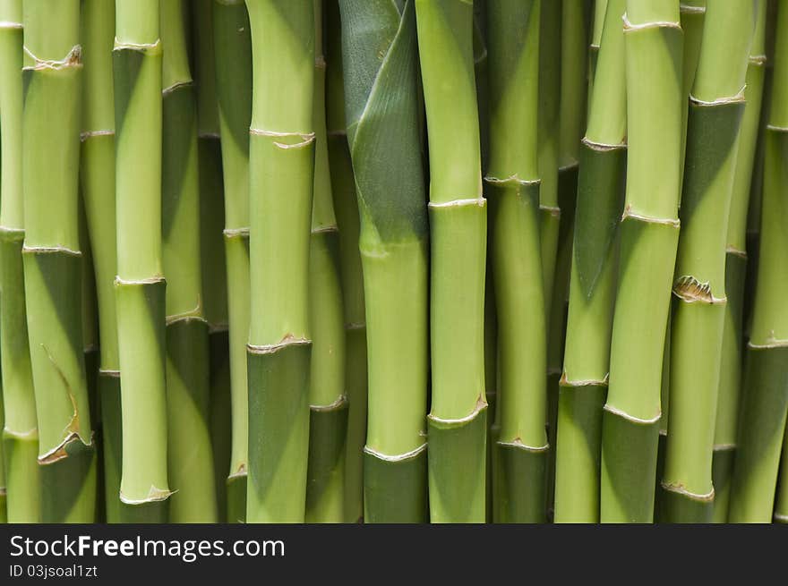 Pattern Shaft Of Plant