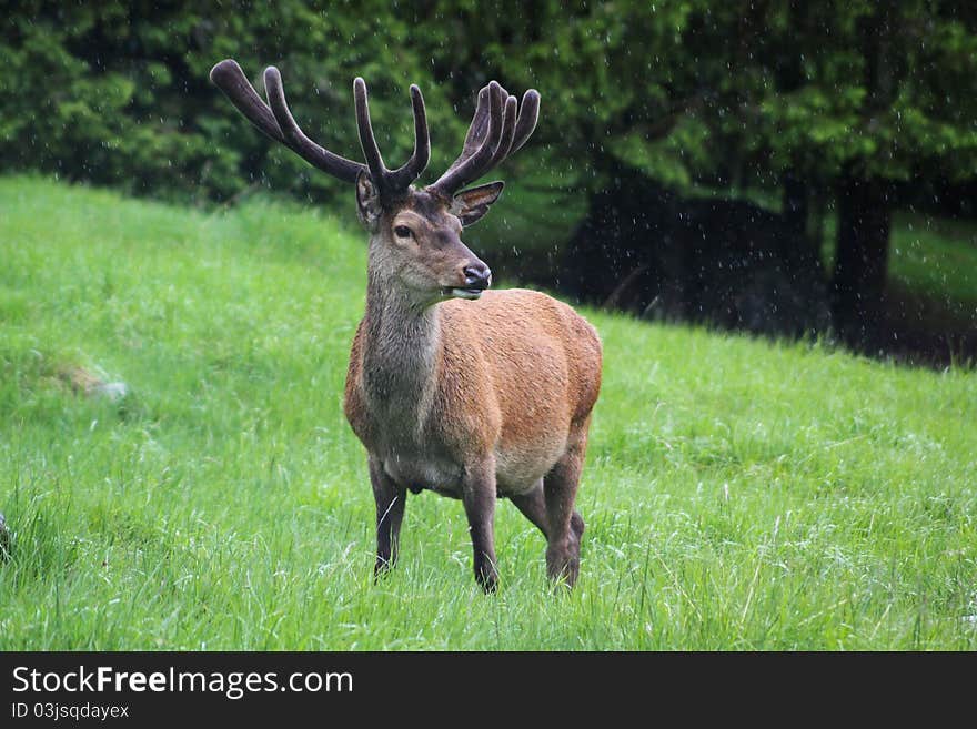 Deer in the rain,in dolomites