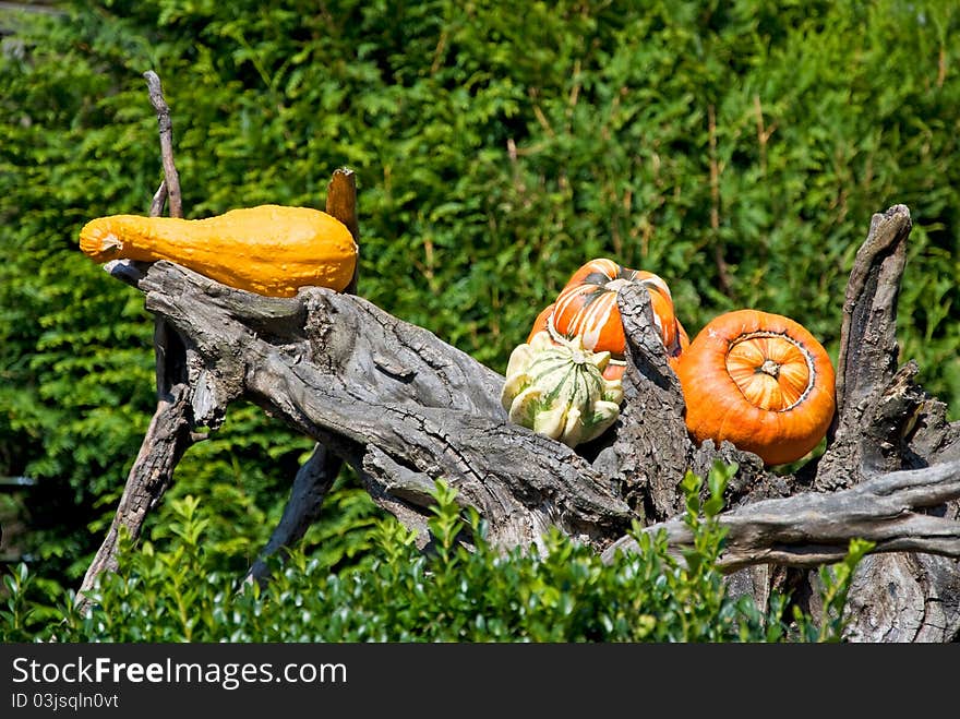 Various pumpkins as decoration objects in fall