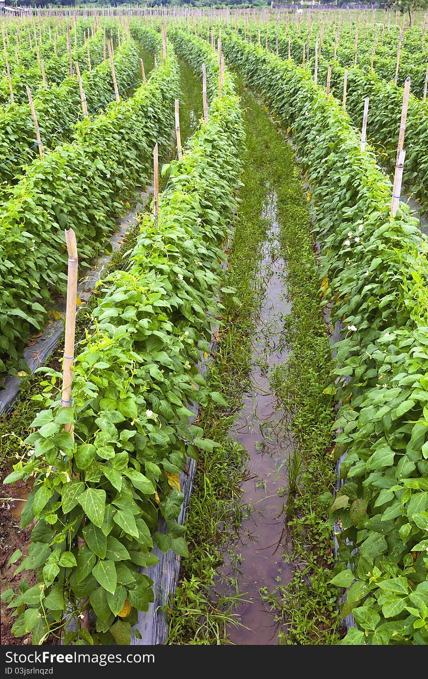 String beans plantation North of Luzon, Philippines. String beans plantation North of Luzon, Philippines