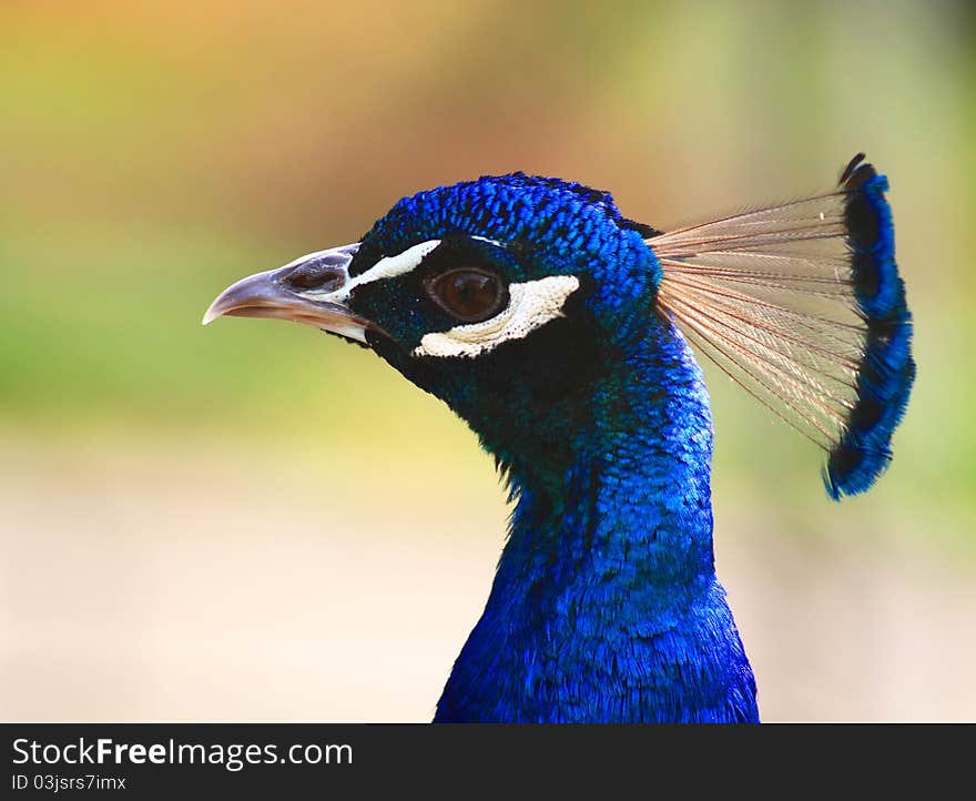 Head Of A Peacock