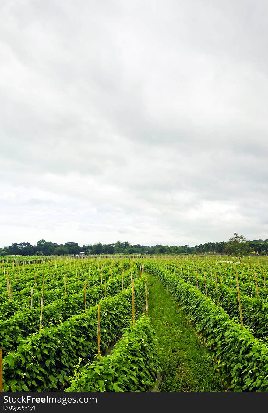 String beans plantation North of Luzon, Philippines. String beans plantation North of Luzon, Philippines