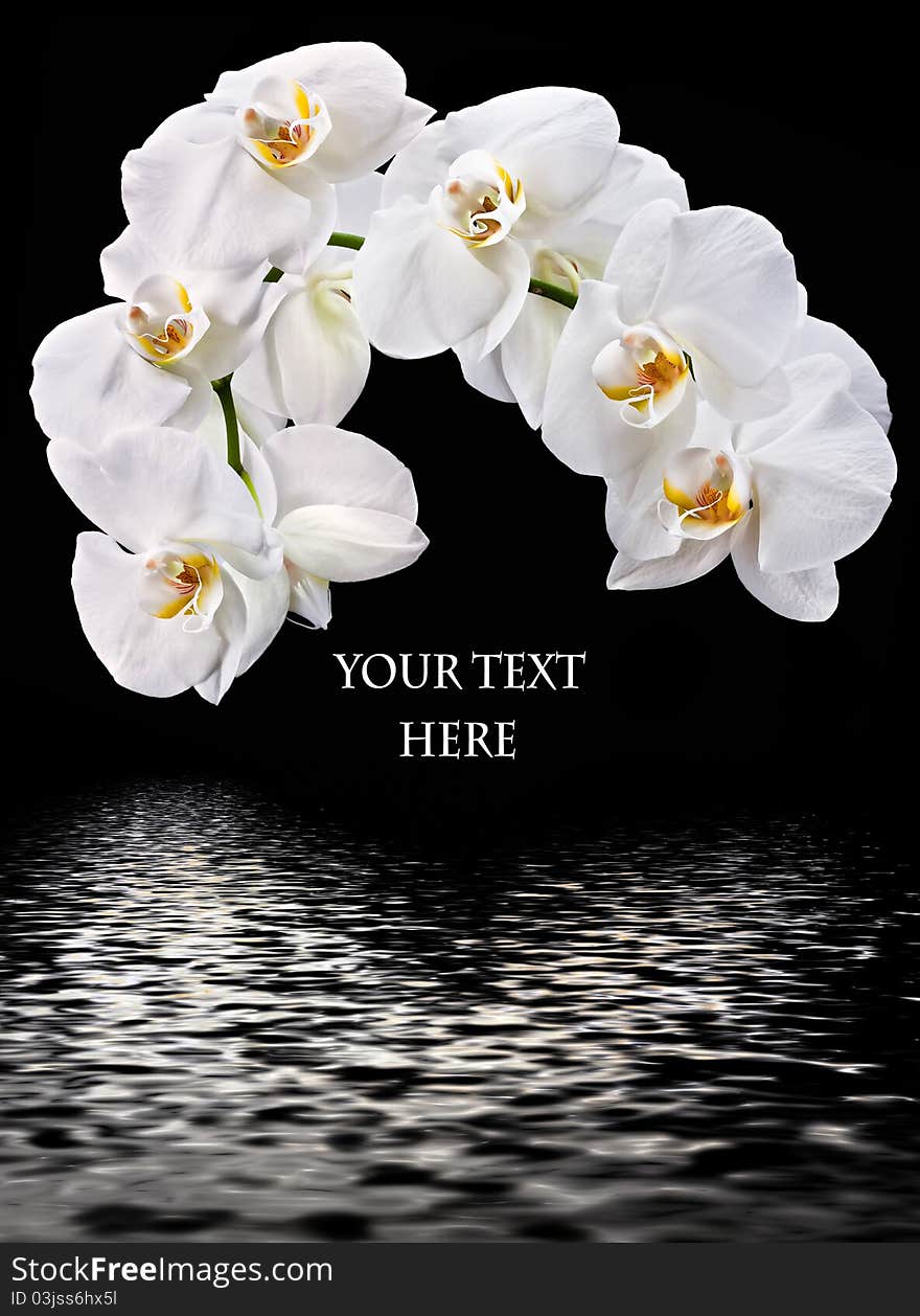 Phalaenopsis. White orchid and water reflection text box. Phalaenopsis. White orchid and water reflection text box