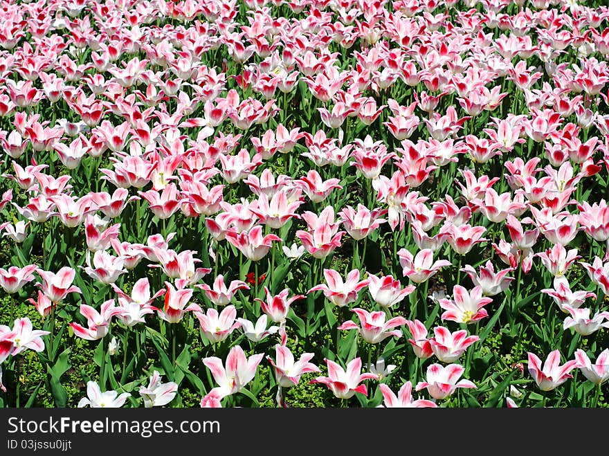 Flowerbed full of tulips