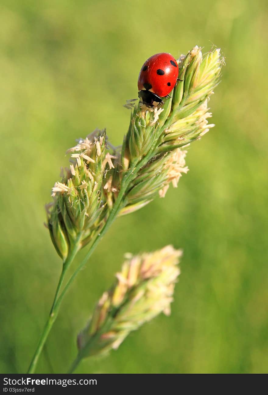 The ladybird