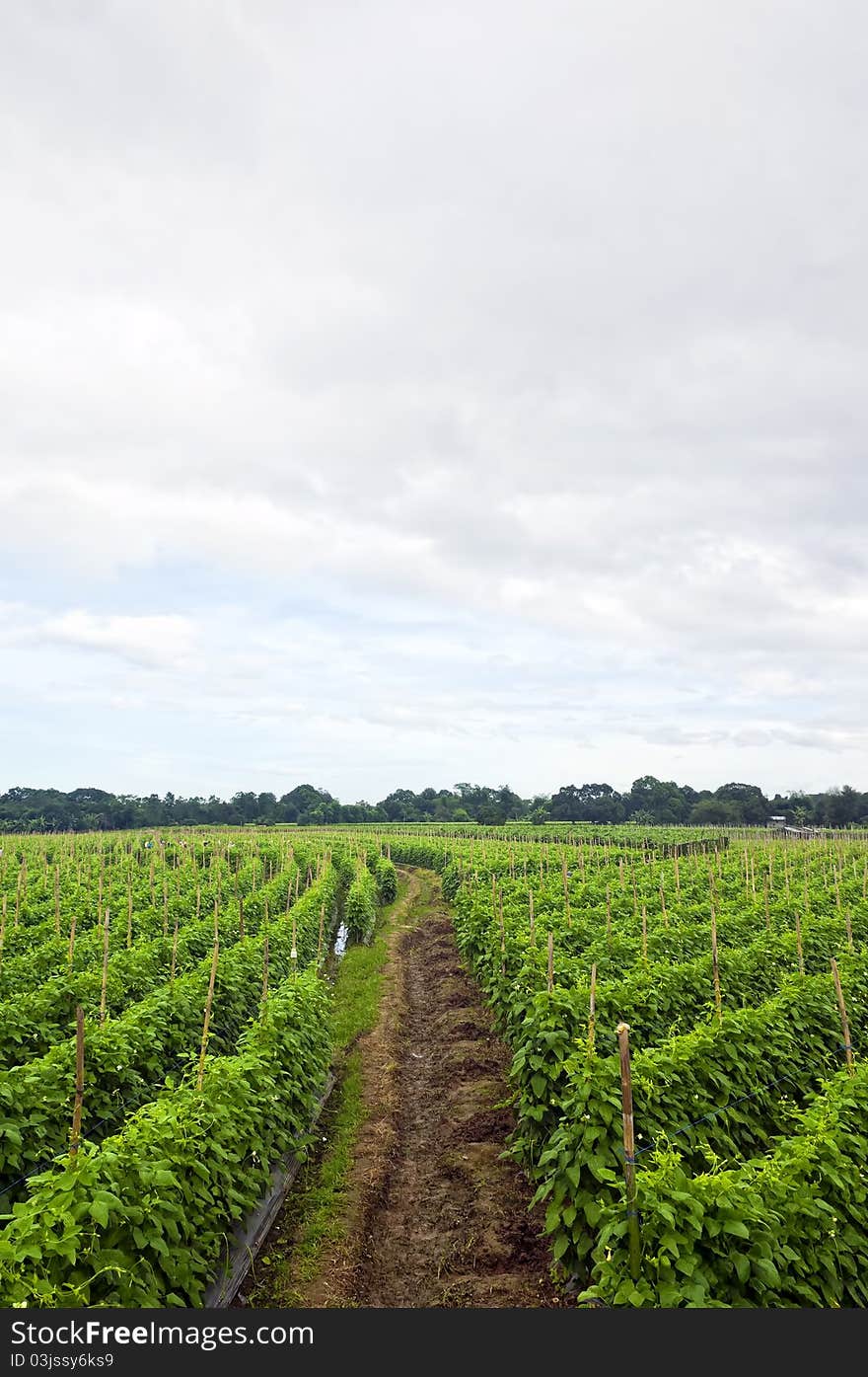 String beans plantation North of Luzon, Philippines. String beans plantation North of Luzon, Philippines