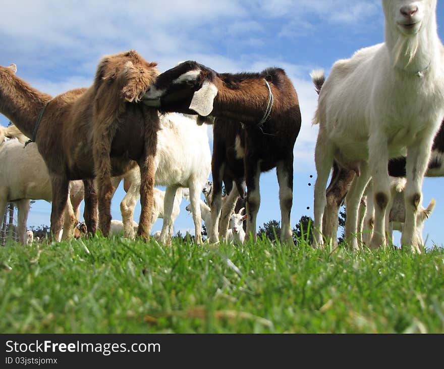 Two rude goats in a group. Low vantage point.