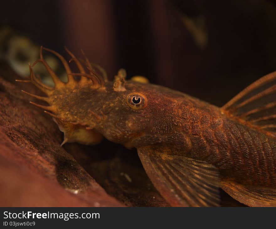 Close up of male, red Ancistrus catfish