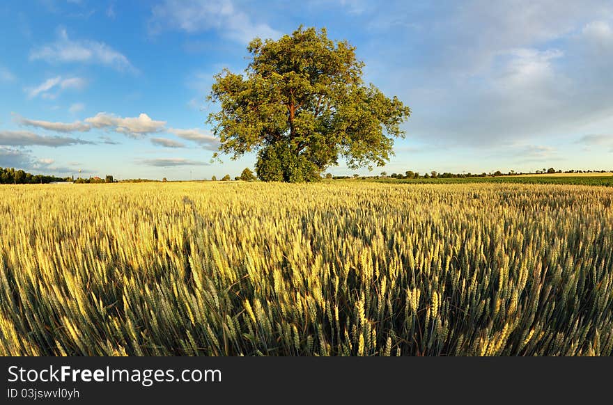 Alone oak tree standing in the  field