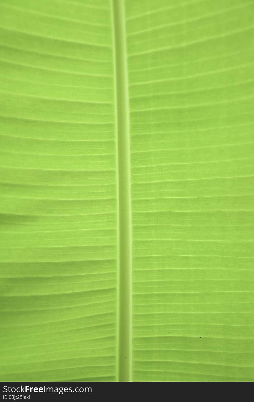 Green banana leaves texture in my farm ( Thailand )