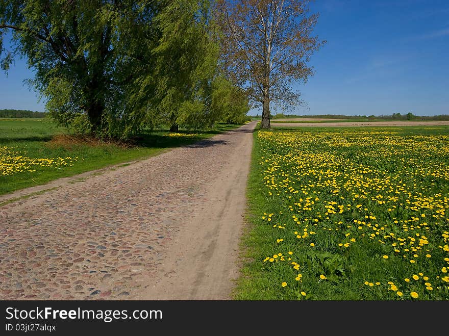 Spring landscape