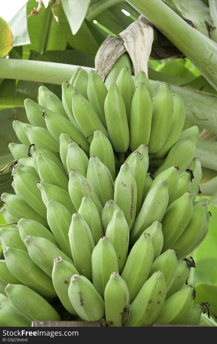 Green banana  in my farm (eastern of  Thailand )