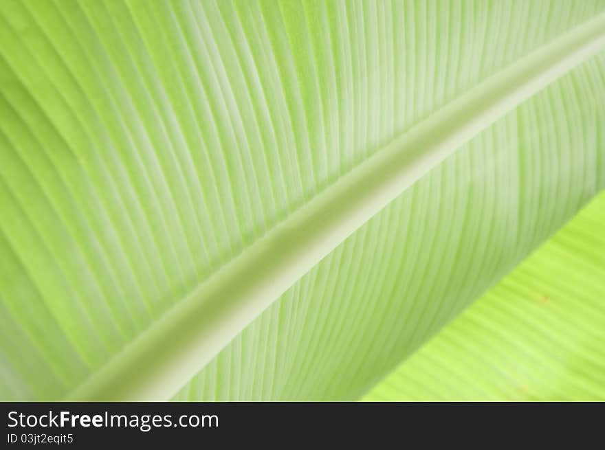 Green banana leaves texture in my farm ( Thailand )