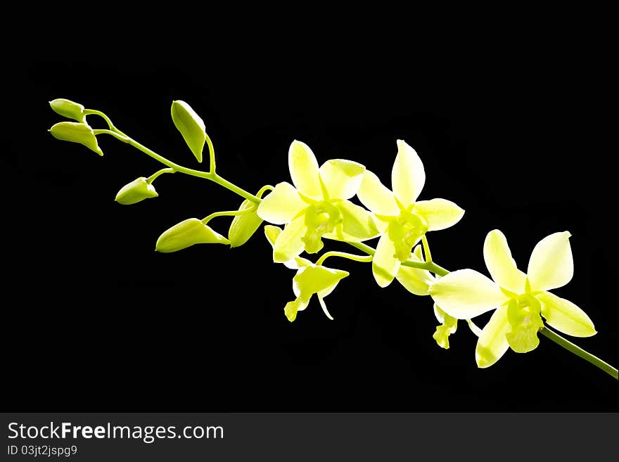 Bright green Orchid On Black