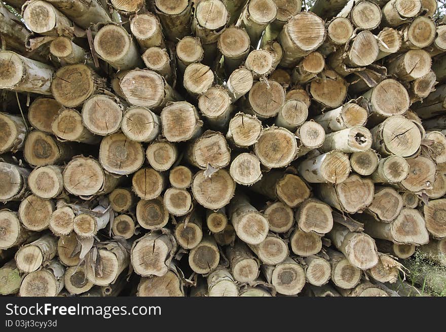 The eucalyptus tree gum. Used for construction. The eucalyptus tree gum. Used for construction.