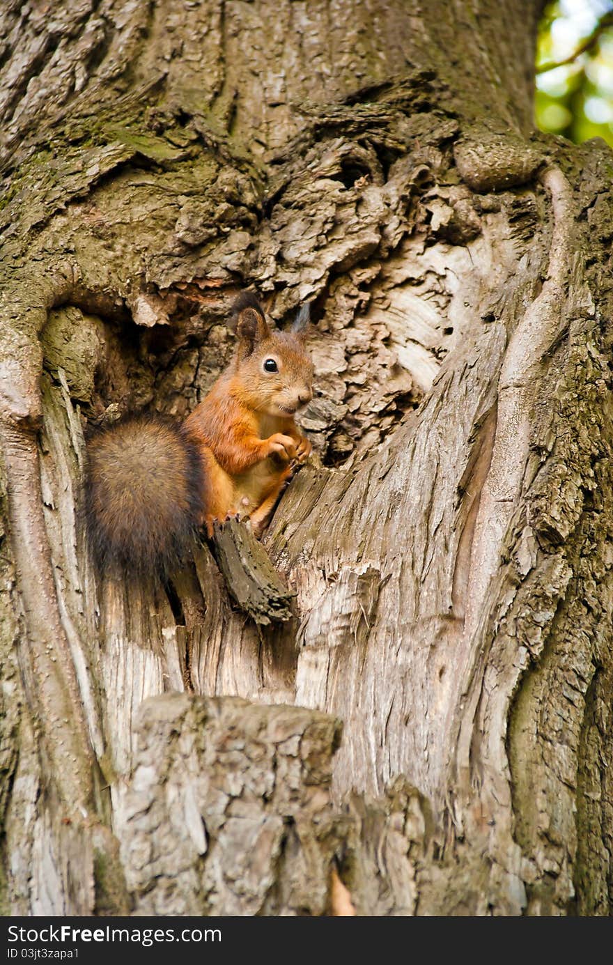 The squirrel sits on a tree