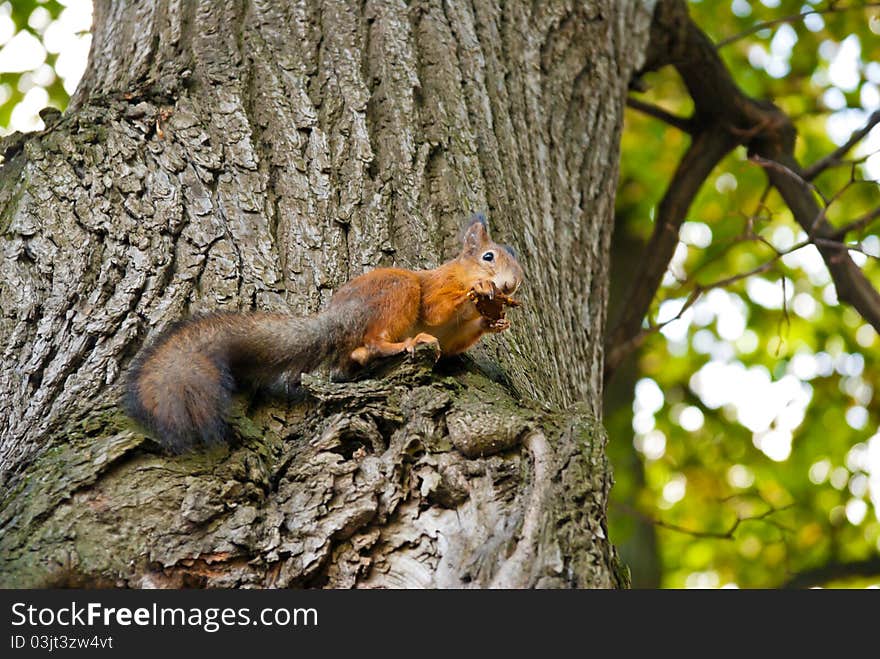 A squirrel is siting on a tree and is nibbling a piece of bark. A squirrel is siting on a tree and is nibbling a piece of bark