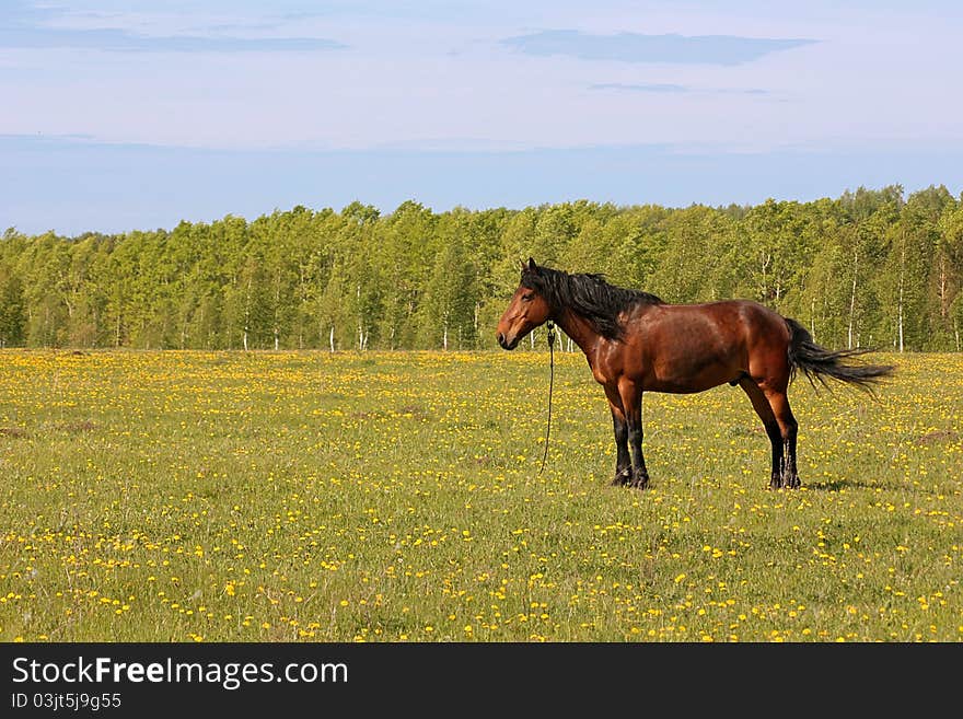 The beautiful horse is grazed on a green meadow