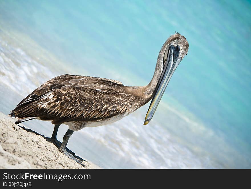 A pelican taking a break in paradise. A pelican taking a break in paradise.